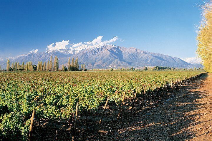 Viñas de Chile — viñedos con la cordillera de los Andes al fondo